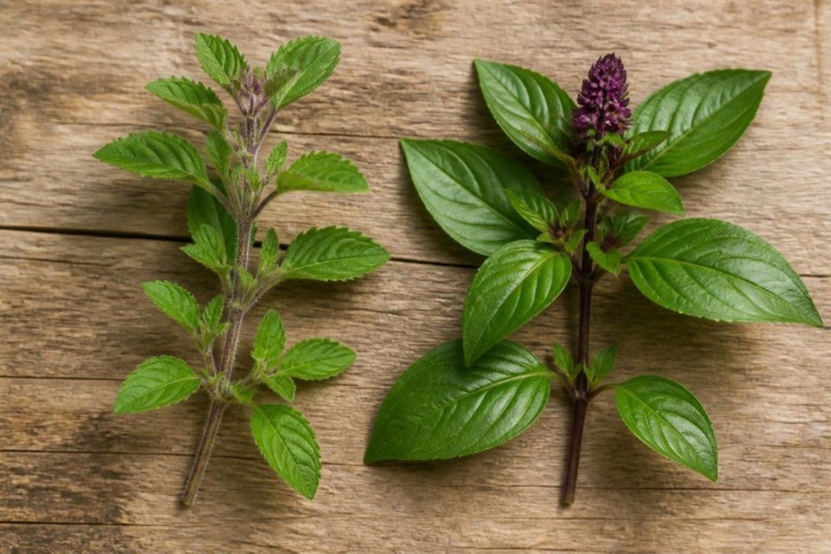 Holy basil beside sweet basil