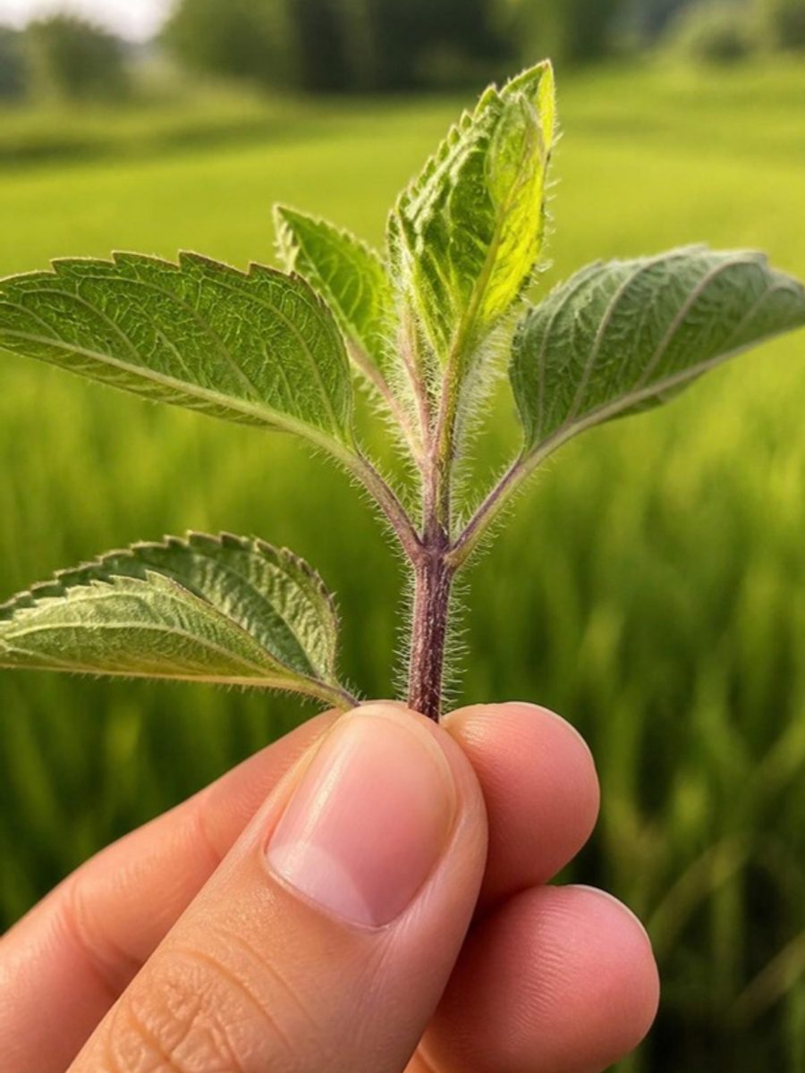 Holy basil close-up with hairy stem