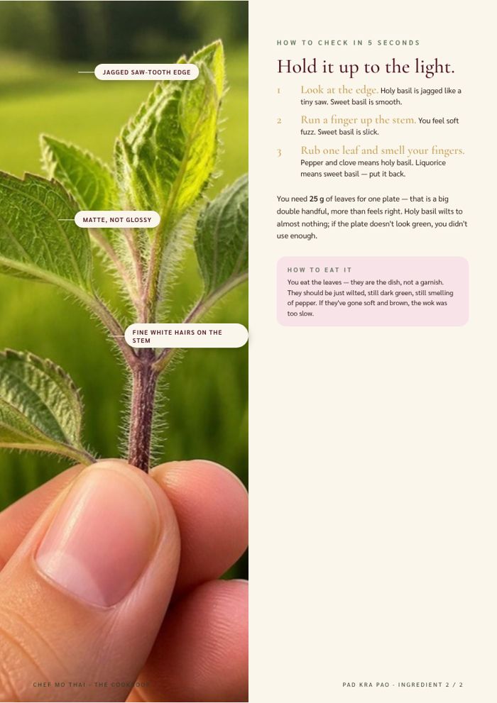 How to check holy basil